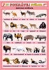 Poznávej zvířata - Exotická zvířata