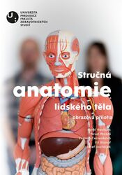 Stručná anatomie lidského těla